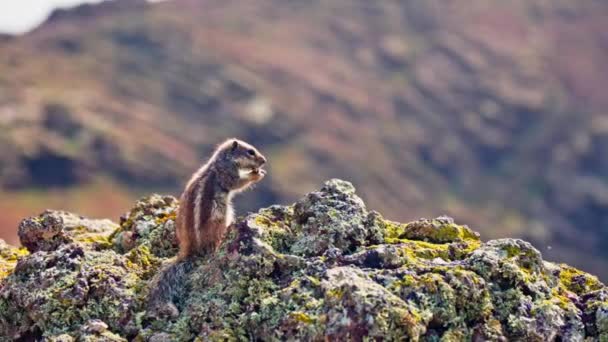 Beobachten Sie Ein Streifenhörnchen Das Seinen Hunger Stillt Indem Nüssen — Stockvideo