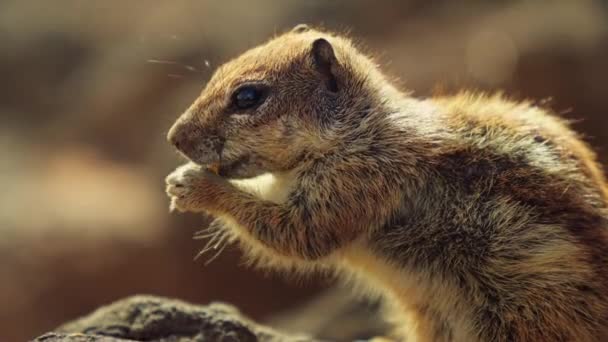 Die Nahaufnahme Gibt Einen Einblick Die Winzigen Details Der Streifenhörnchen — Stockvideo