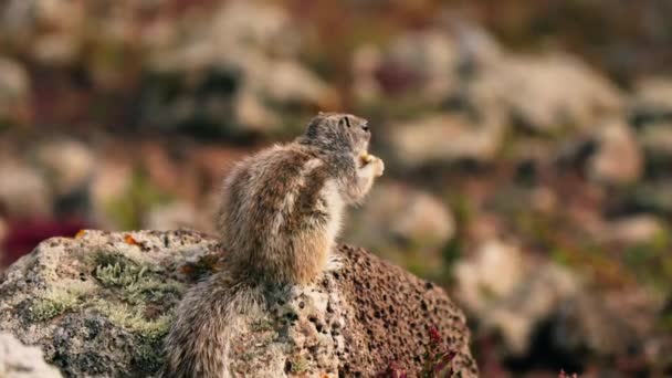 Beobachten Sie Das Schnelle Und Schwer Fassbare Verhalten Eines Streifenhörnchens — Stockvideo