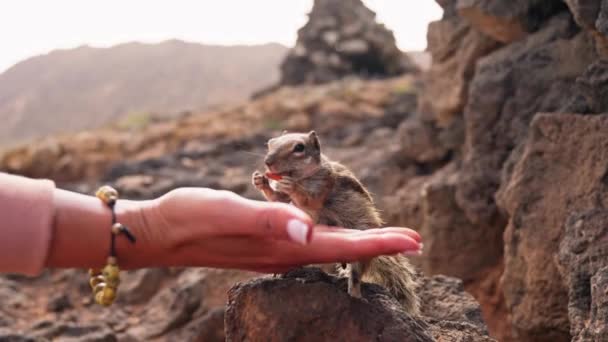 다람쥐가 사람에게 다가가 먹이를 달라고 흔들면서 매력적 지능있는 사회적 기술을 — 비디오