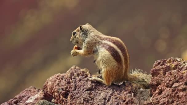 Desfrute Visão Esquilo Listrado Sentado Uma Rocha Bela Ilha Fuerteventura — Vídeo de Stock
