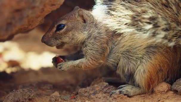 Obserwuj Spryt Pomysłowość Wiewiórki Która Ukrywa Się Pod Skałą Aby — Wideo stockowe