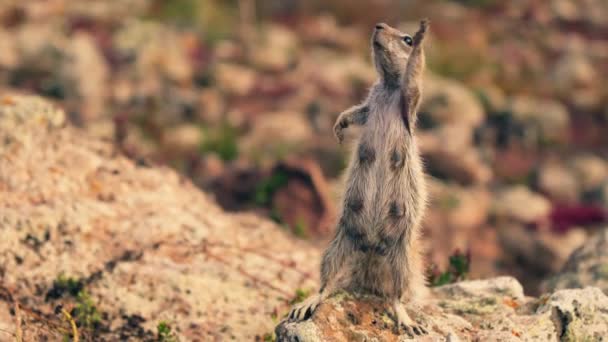 Betrachten Sie Das Entzückende Verhalten Eines Streifenhörnchens Das Sich Einer — Stockvideo