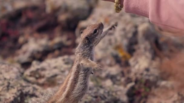Bir Sincabın Bir Kızın Elinden Ceviz Alıp Küçük Yaratıkların Dost — Stok video
