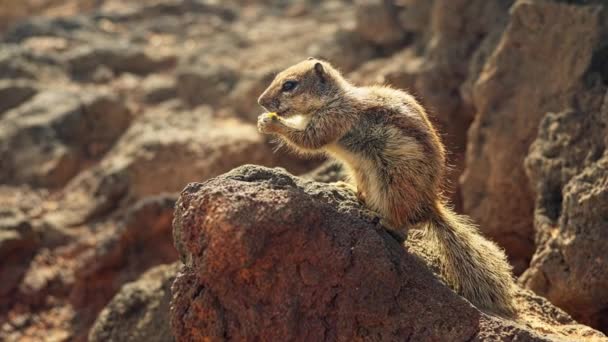 Ein Kleines Streifenhörnchen Sitzt Über Einer Klippe Und Isst Hochwertiges — Stockvideo