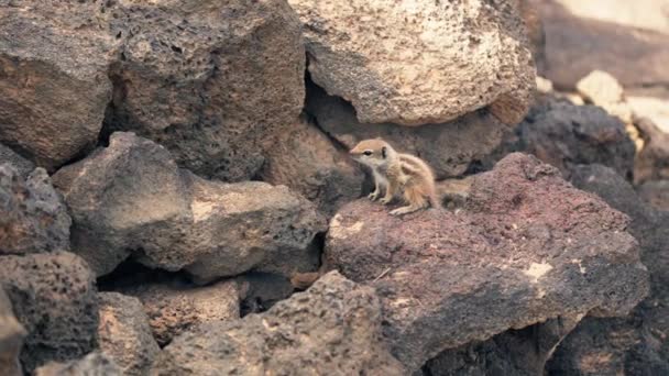 Yavru Bir Sincabın Kayalık Arazide Koşuşturup Çevresini Keşfetmesine Tanık Olun — Stok video