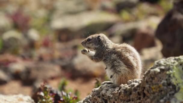 Desfrute Visão Esquilo Listrado Sentado Uma Rocha Bela Ilha Fuerteventura — Vídeo de Stock