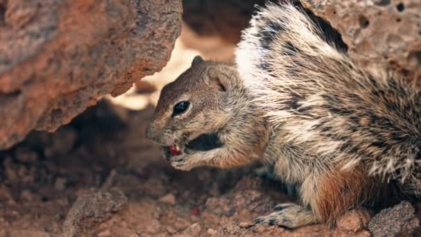 当花栗鼠躲藏在岩石下 在一个安全隐蔽的地方享用美味的坚果时 观察它的聪明和足智多谋 体积小 思维敏捷 — 图库视频影像