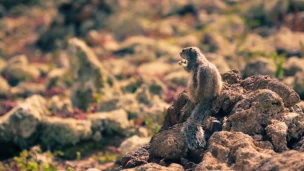 Beobachten Sie Die Beweglichkeit Und Geschwindigkeit Des Streifenhörnchens Beim Springen — Stockvideo
