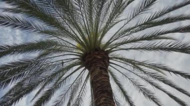 Bir palmiye ağacının görkemli tacı gökyüzüne çarptığında hafif bir esinti, gür yapraklarını sallayarak sakin ve tropikal bir manzara yaratır. Yüksek kalite 4k görüntü