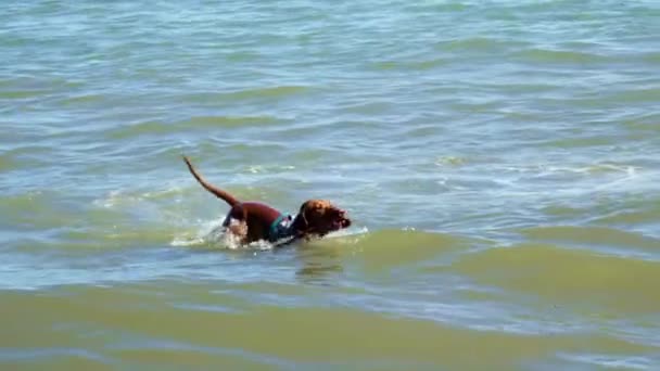 Saksikanlah Anjing Yang Berjalan Sepanjang Pantai Dengan Gembira Telinganya Bergoyang — Stok Video