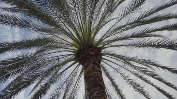 Maravilhe Com Majestosa Coroa Uma Palmeira Contra Céu Enquanto Brisa — Vídeo de Stock