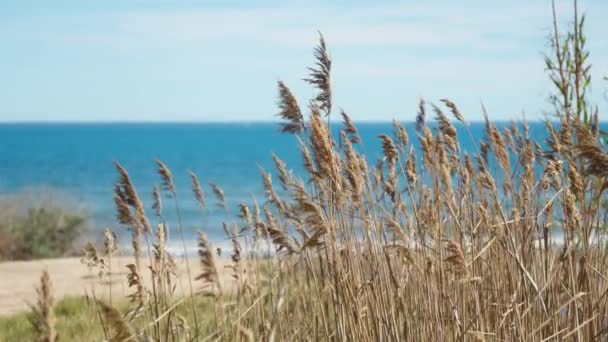 Delight Beauty Tall Grass Swaying Gracefully Backdrop Mesmerizing Blue Sea — Stock Video