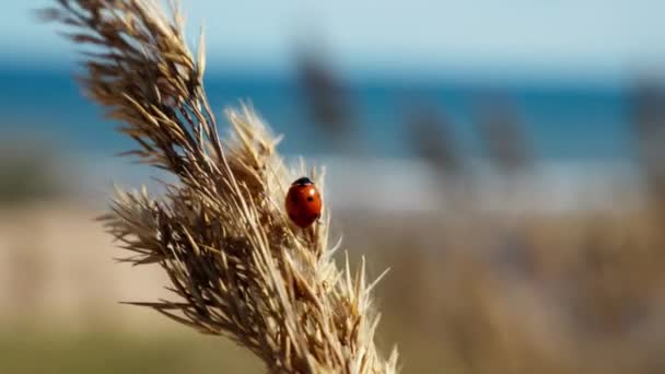 Discover Delightful Scene Ladybug Rests Ear Tall Grass Set Breathtaking — Stock Video