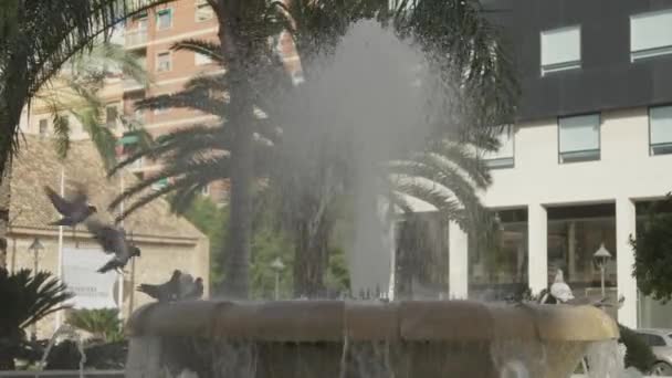 见证鸽子欢快地在喷泉中沐浴 在瓦伦西亚心脏地带创造出迷人的景象 — 图库视频影像