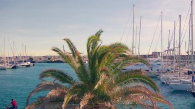 Şiddetli bir rüzgarda sallanan palmiye dallarının büyüleyici görüntüsüne tanık olun. Fırtınalı limanın arka planına doğru ilerliyorlar. Yüksek kalite 4k görüntü