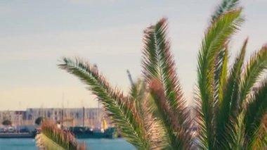 Rüzgarda şiddetle sallanan palmiye dallarının dramatik görüntüsünü deneyimleyin. Arka planda büyüleyici bir deniz marinası manzarası var. Yüksek kalite 4k görüntü