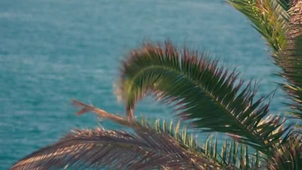 Відчуйте Зачаровуючий Вигляд Пальмових Гілок Витончено Погойдуючись Вітрі Встановленому Тлі — стокове відео