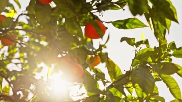太陽の下でタンジェリンの木 みかんが熟しています 高品質4K映像 — ストック動画