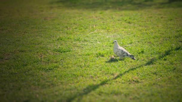 Beyaz Bir Güvercin Çimlerin Üzerinde Oturur Yüksek Kalite Görüntü — Stok video