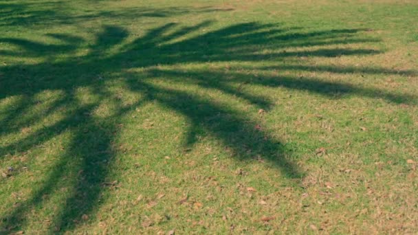 ヤシの木は太陽の光を受けた草の上に日陰を作り 熱からの救済を提供します 高品質4K映像 — ストック動画