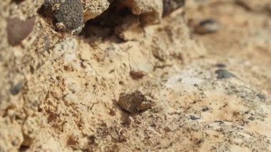 Taşların arasında koşuşturan karıncalardan oluşan hareketli bir iz. Durgun çevrenin ortasında canlı bir yol oluşturuyor.