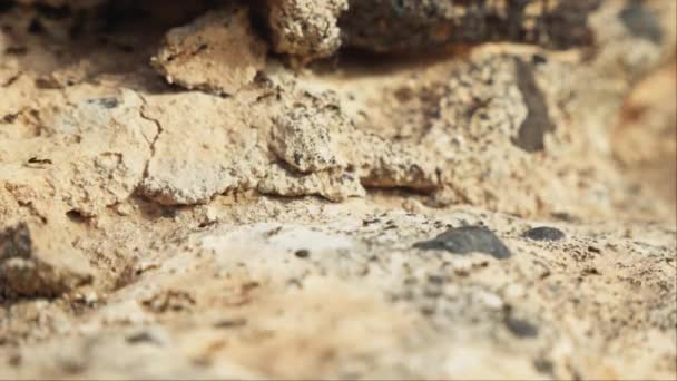 Μια Βραχώδη Επιφάνεια Ένα Μονοπάτι Από Μυρμήγκια Που Τρέχουν Τραβάει — Αρχείο Βίντεο