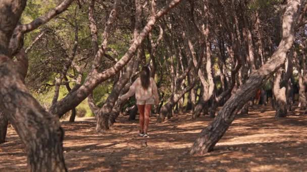 Žena Kráčející Hájem Stromů — Stock video