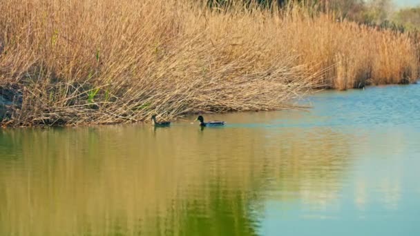 两只鸭子漂浮在湖面上 — 图库视频影像