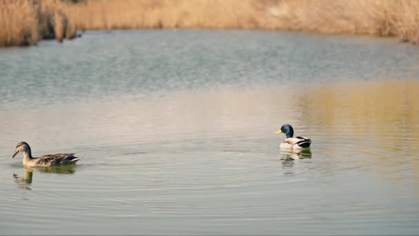 Couple Ducks Floating Top Lake — Stock Video