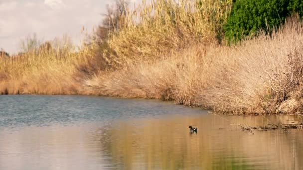 Ένα Πουλί Που Στέκεται Στο Νερό — Αρχείο Βίντεο