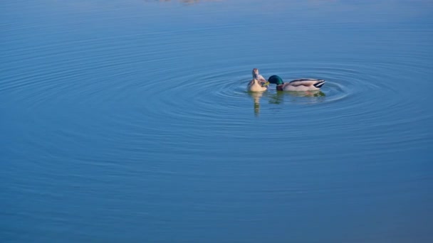 湖の上に浮かぶアヒルのカップル — ストック動画