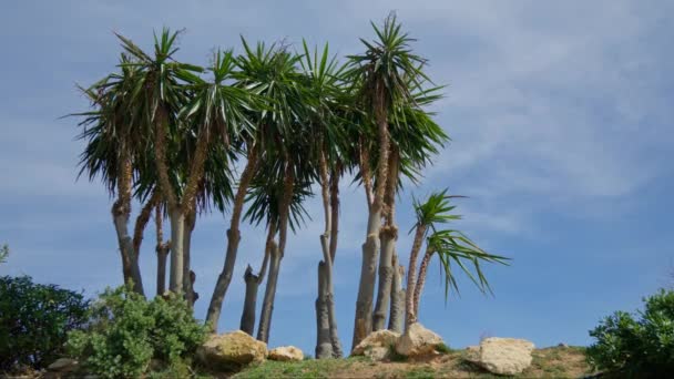 Eine Gruppe Palmen Steht Nebeneinander — Stockvideo