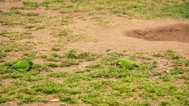 Две Зеленые Птицы Стоят Траве — стоковое видео
