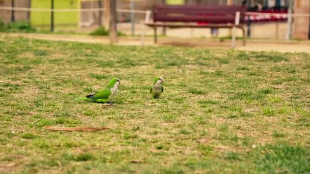 Couple Birds Standing Grass — Stock Video