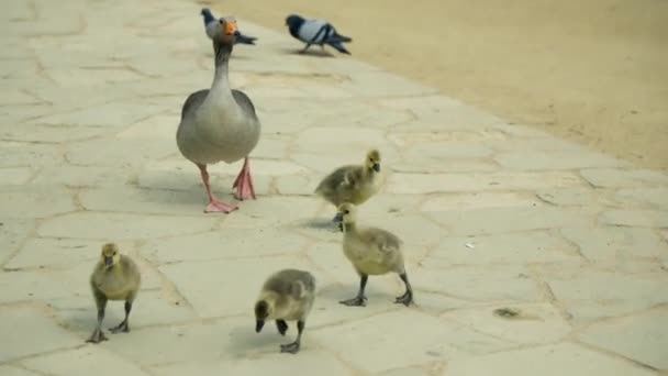 Flock Birds Standing Top Stone Walkway — Stock Video