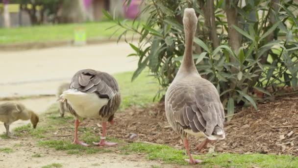 站在草地上的两只小鸟 — 图库视频影像