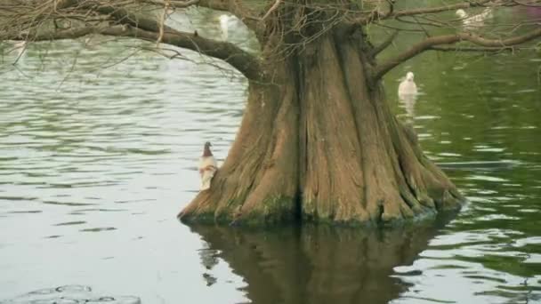 Ένα Δέντρο Που Κάθεται Στο Νερό — Αρχείο Βίντεο