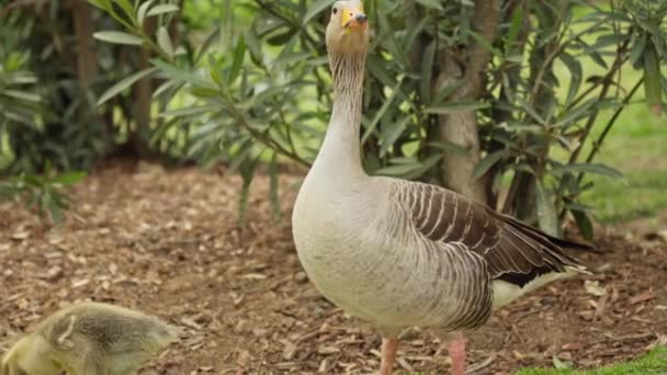 Duck Duckling Standing Grass — Stock Video