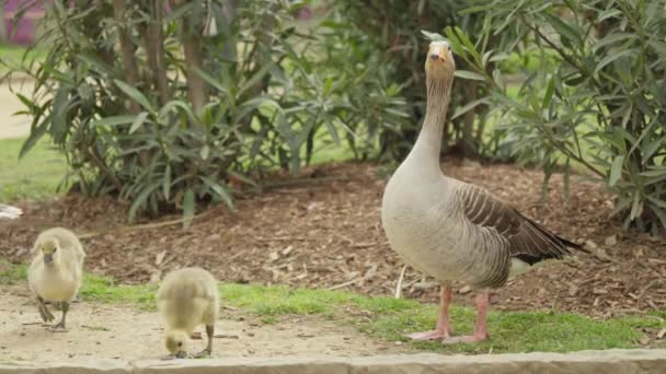 一只母鹅和她的小鸡在公园里高质量的4K镜头 — 图库视频影像