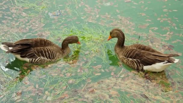 两只鸭子站在一块水面上 — 图库视频影像