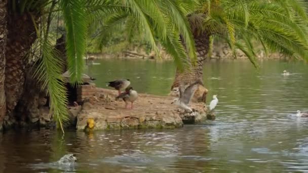 鳥の群れが水の上に立っている — ストック動画