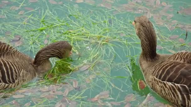 二匹のアヒルが池の中で泳いでいる — ストック動画