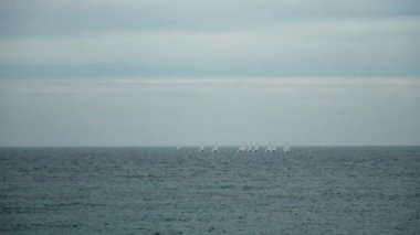 Bulutlu bir günde okyanusta bir grup yelkenli.