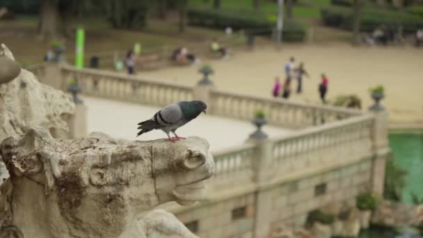 Oiseau Perché Sur Une Statue Dans Parc Images Haute Qualité — Video