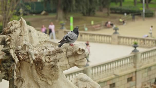 Pigeon Sitting Statue Park — Stock Video