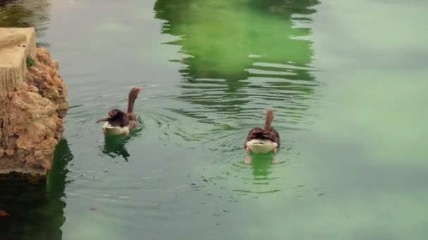 Две Утки Плавают Воде Рядом Скалой — стоковое видео