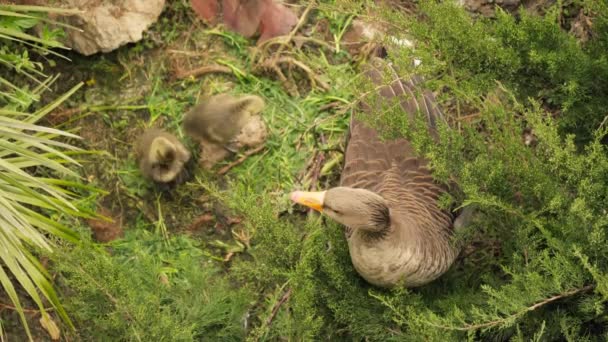 一只母鸭和她的小鸡在草丛中 — 图库视频影像