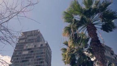 Palmiye ağacının yanında duran yüksek bir bina.