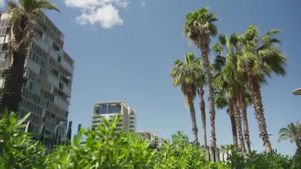 Palmen Und Ein Gebäude Hintergrund Hochwertiges Filmmaterial — Stockvideo